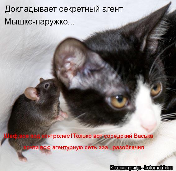 Докладывает секретный агент Мышко-наружко... Шеф,все под контролем!Только вот соседский Васька почти ... Котоматрица: Докладывает секретный агент Мышко-наружко... Шеф,все под контролем!Только вот соседский Васька почти всю агентурную сеть эээ...разоблачил