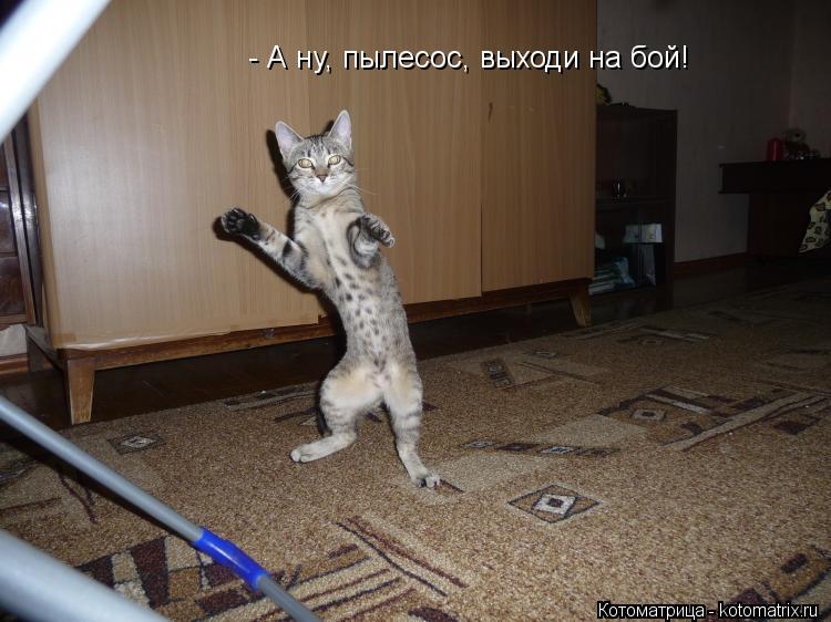 - А ну, пылесос, выходи на бой!... Котоматрица: - А ну, пылесос, выходи на бой!