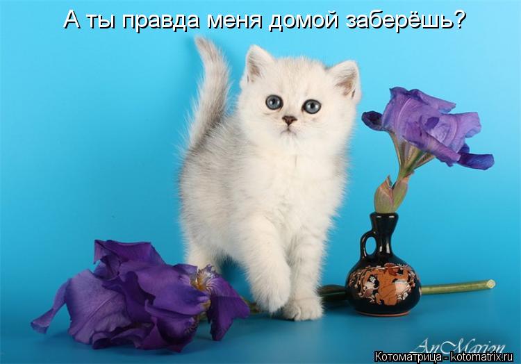А ты правда меня домой заберёшь?... Котоматрица: А ты правда меня домой заберёшь?