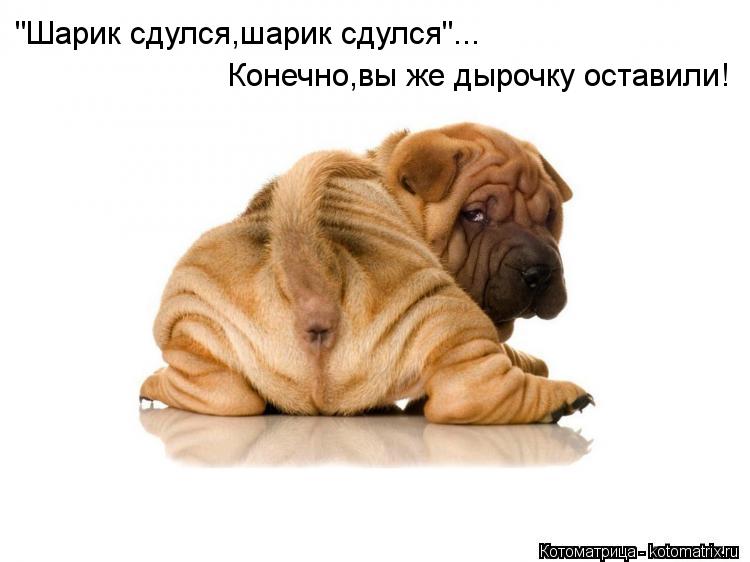 "Шарик сдулся,шарик сдулся"... Конечно,вы же дырочку оставили!... Котоматрица: "Шарик сдулся,шарик сдулся"... Конечно,вы же дырочку оставили!