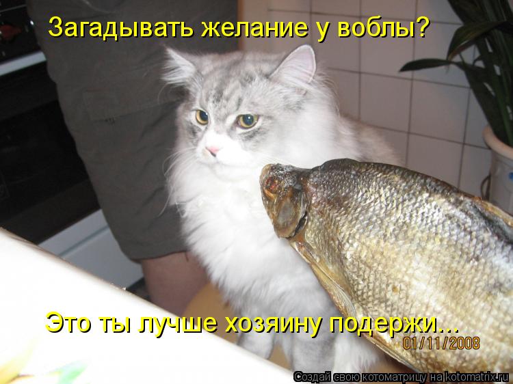 Загадывать желание у воблы? Это ты лучше хозяину подержи...... Котоматрица: Загадывать желание у воблы? Это ты лучше хозяину подержи...