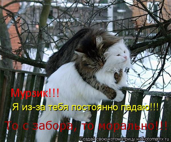 Мурзик!!! Я из-за тебя постоянно падаю!!! То с забора, то морально!!!... Котоматрица: Мурзик!!! Я из-за тебя постоянно падаю!!! То с забора, то морально!!!