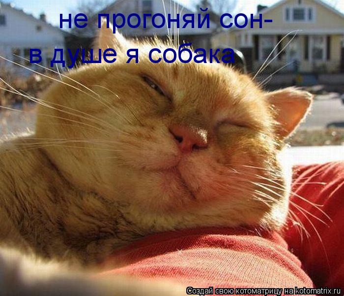 не прогоняй сон- в душе я собака... Котоматрица: не прогоняй сон- в душе я собака