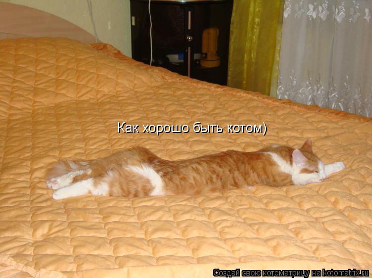 Как хорошо быть котом)... Котоматрица: Как хорошо быть котом)