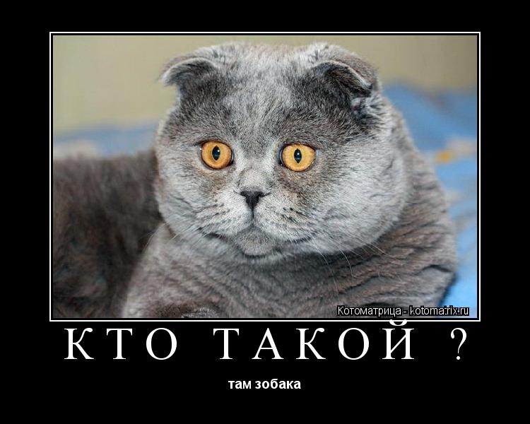Кто такой ? там зобака... Котоматрица: Кто такой ? там зобака