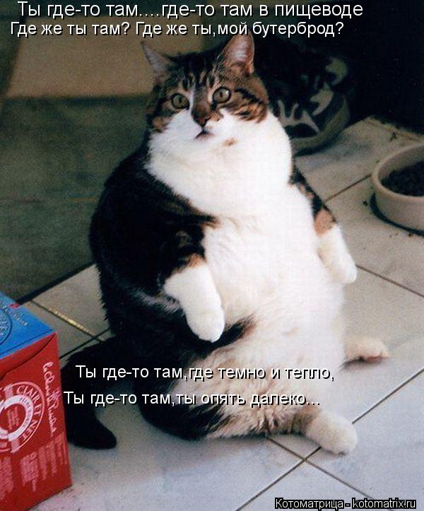 Ты где-то там....где-то там в пищеводе Где же ты там? Где же ты,мой бутерброд? Ты где-то там,где темн... Котоматрица: Ты где-то там....где-то там в пищеводе Где же ты там? Где же ты,мой бутерброд? Ты где-то там,где темно и тепло, Ты где-то там,ты опять далеко...