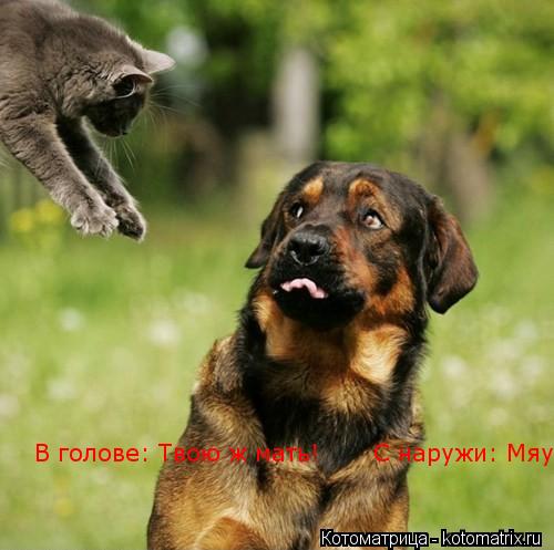 В голове: Твою ж мать! С наружи: Мяу!... Котоматрица: В голове: Твою ж мать! С наружи: Мяу!