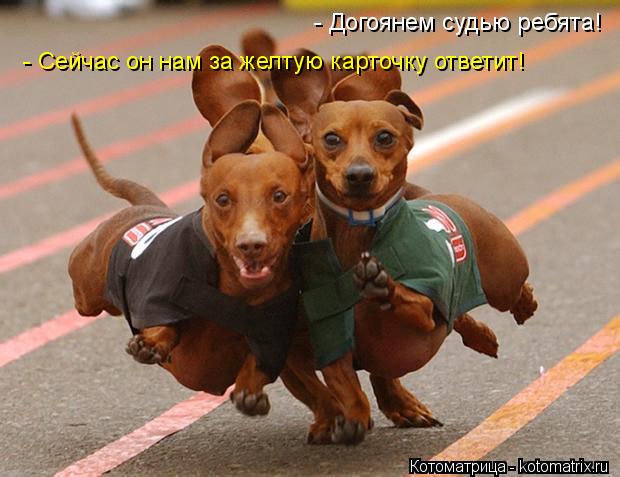 - Сейчас он нам за желтую карточку ответит! - Догоянем судью ребята!... Котоматрица: - Сейчас он нам за желтую карточку ответит! - Догоянем судью ребята!
