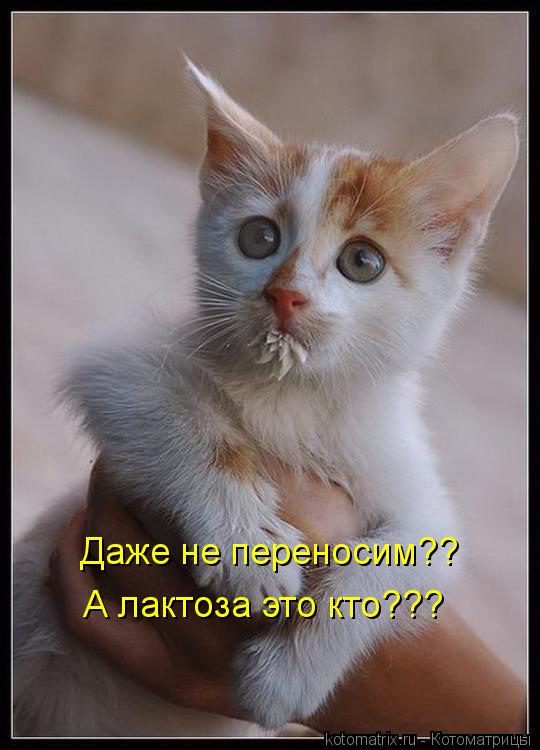 Даже не переносим?? А лактоза это кто???... Котоматрица: Даже не переносим?? А лактоза это кто???