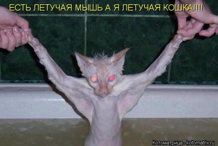 ЕСТЬ ЛЕТУЧАЯ МЫШЬ А Я ЛЕТУЧАЯ КОШКА!!!!... Котоматрица: ЕСТЬ ЛЕТУЧАЯ МЫШЬ А Я ЛЕТУЧАЯ КОШКА!!!!