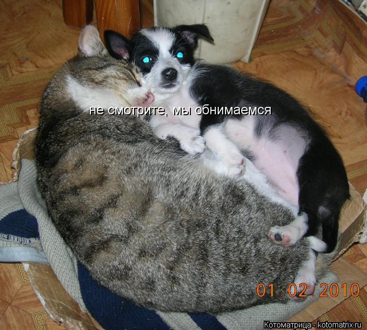 не смотрите, мы обнимаемся... Котоматрица: не смотрите, мы обнимаемся