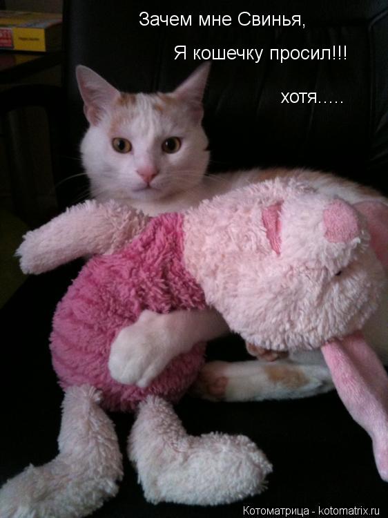 Зачем мне Свинья, Я кошечку просил!!! хотя........ Котоматрица: Зачем мне Свинья, Я кошечку просил!!! хотя.....