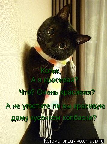 А я красивая? Что? Очень красивая? Котик, А не угостите ли вы красивую даму кусочком колбаски?... Котоматрица: А я красивая? Что? Очень красивая? Котик, А не угостите ли вы красивую даму кусочком колбаски?