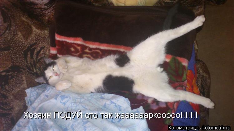 Хозяин ПОДУЙ ото так жааааааркооооо!!!!!!!... Котоматрица: Хозяин ПОДУЙ ото так жааааааркооооо!!!!!!!