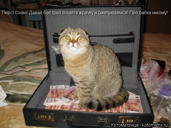 Перс! Сиам! Давай быстрей пихайте жрачку и сматываемся! Про бабки никому!... Котоматрица: Перс! Сиам! Давай быстрей пихайте жрачку и сматываемся! Про бабки никому!