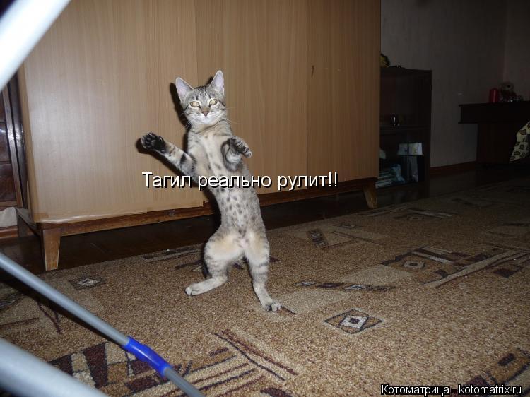 Тагил реально рулит!!... Котоматрица: Тагил реально рулит!!
