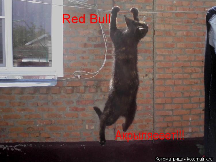 Котоматрица: Red Bull  Акрыляееет!!!