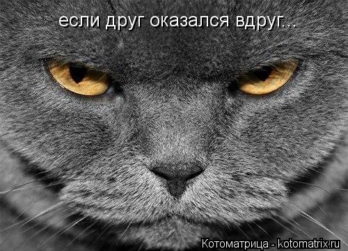 если друг оказался вдруг...... Котоматрица: если друг оказался вдруг...