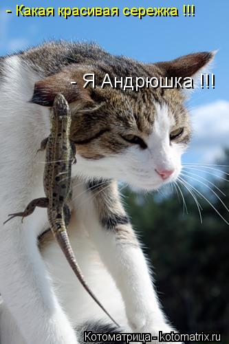 - Какая красивая сережка !!! - Я Андрюшка !!!... Котоматрица: - Какая красивая сережка !!! - Я Андрюшка !!!