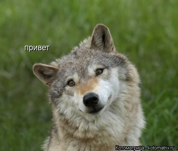 привет... Котоматрица: привет