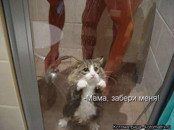 -Мама, забери меня!... Котоматрица: -Мама, забери меня!