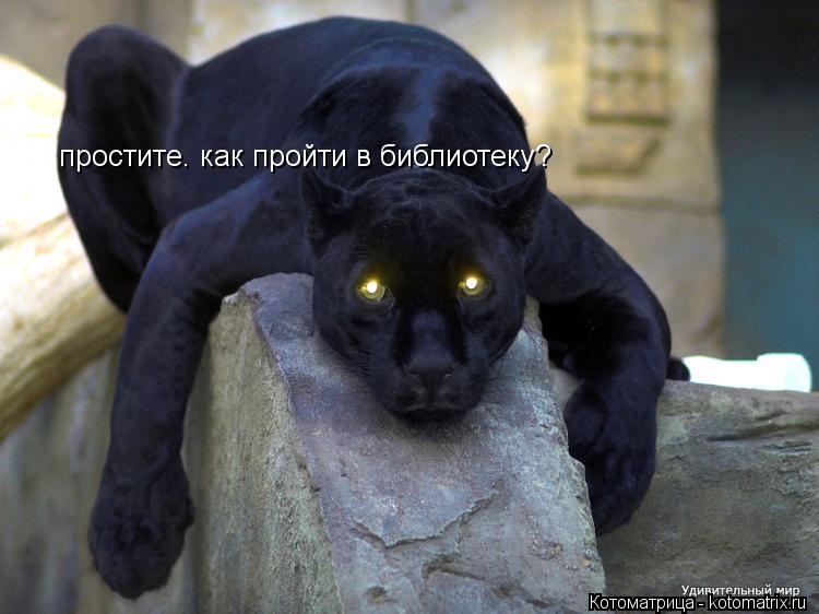 простите. как пройти в библиотеку?... Котоматрица: простите. как пройти в библиотеку?