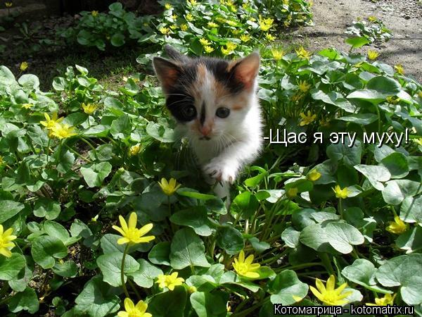 -Щас я эту муху!... Котоматрица: -Щас я эту муху!