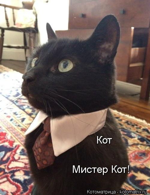 Котоматрица: Кот Мистер Кот!