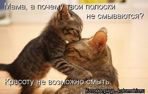 Мама, а почему твои полоски не смываются? Красоту не возможно смыть.... Котоматрица: Мама, а почему твои полоски не смываются? Красоту не возможно смыть.