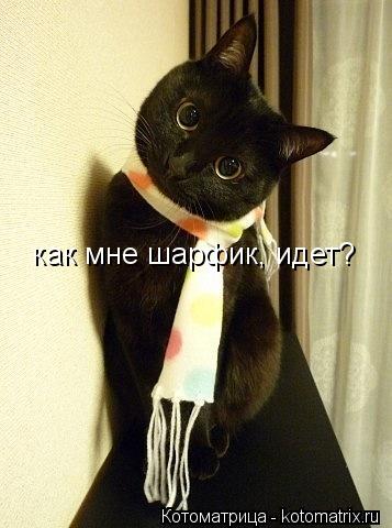 как мне шарфик, идет?... Котоматрица: как мне шарфик, идет?
