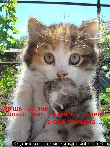 Мышь поймав только "мяу" сказать и успел а она померла...... Котоматрица: Мышь поймав только "мяу" сказать и успел а она померла...