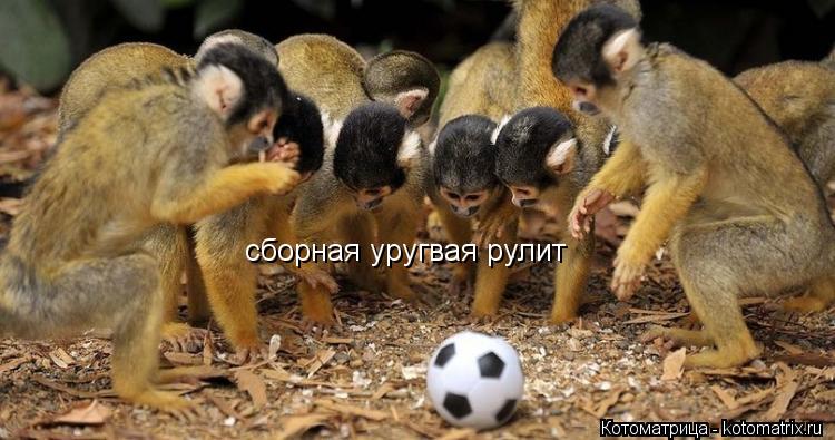 сборная уругвая рулит... Котоматрица: сборная уругвая рулит