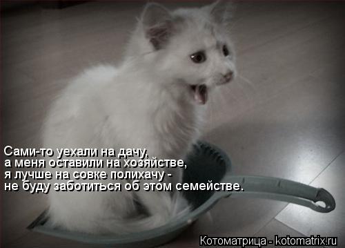 Котоматрица: Сами-то уехали на дачу, а меня оставили на хозяйстве, я лучше на совке полихачу - не буду заботиться об этом семействе.