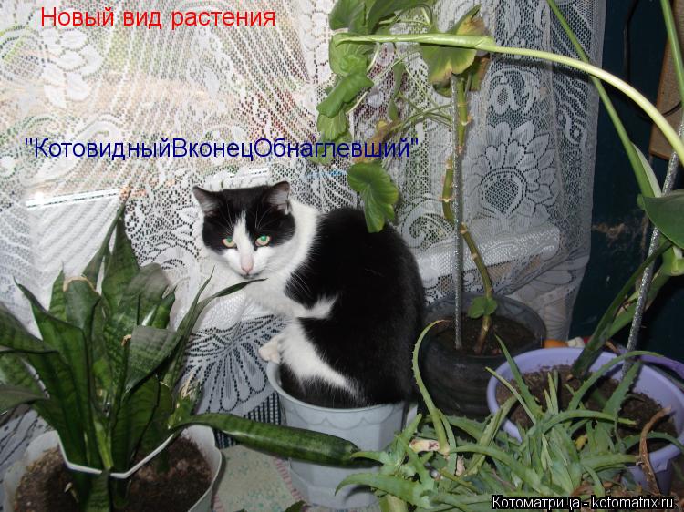 Новый вид растения "КотовидныйВконецОбнаглевший"... Котоматрица: Новый вид растения "КотовидныйВконецОбнаглевший"