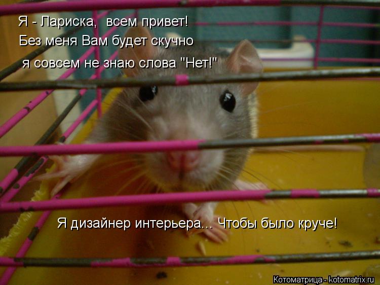 Я - Лариска, всем привет! Без меня Вам будет скучно я совсем не знаю слова "Нет!" Я дизайнер интерье... Котоматрица: Я - Лариска, всем привет! Без меня Вам будет скучно я совсем не знаю слова "Нет!" Я дизайнер интерьера... Чтобы было круче!
