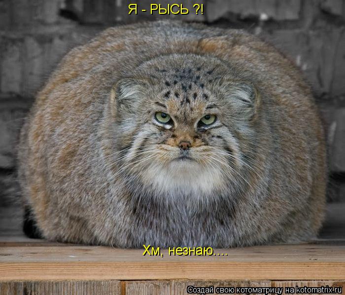 Я - РЫСЬ ?! Хм, незнаю....... Котоматрица: Я - РЫСЬ ?! Хм, незнаю....