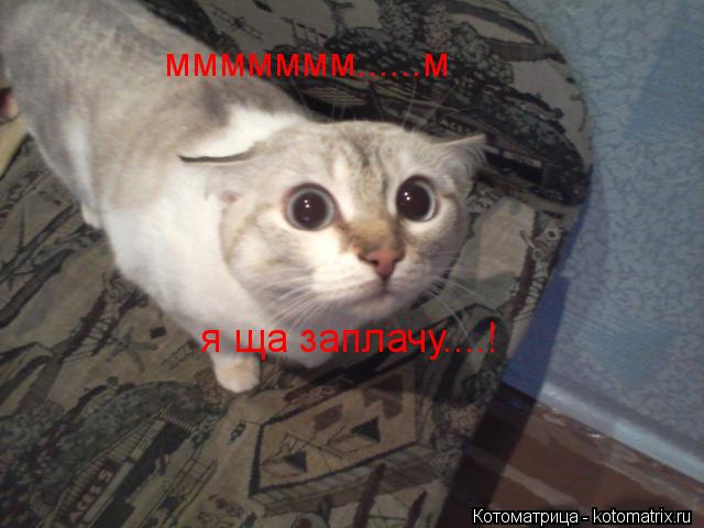 ммммммм......м я ща заплачу....!... Котоматрица: ммммммм......м я ща заплачу....!