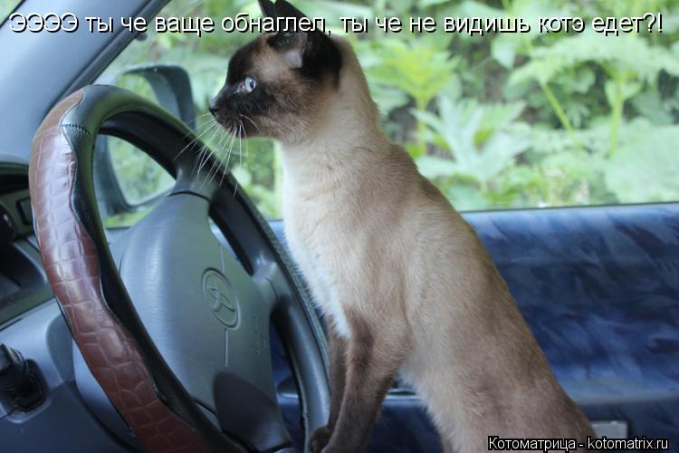 ЭЭЭЭ ты че ваще обнаглел, ты че не видишь котэ едет?!... Котоматрица: ЭЭЭЭ ты че ваще обнаглел, ты че не видишь котэ едет?!