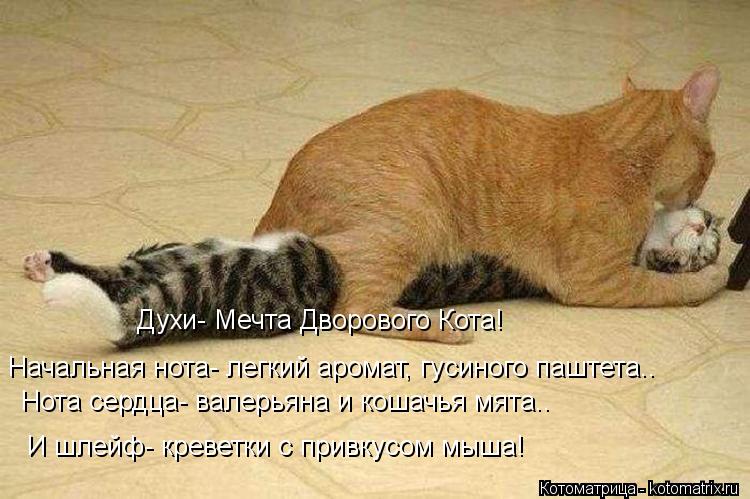 Начальная нота- легкий аромат, гусиного паштета.. Нота сердца- валерьяна и кошачья мята.. Духи- Мечта... Котоматрица: Начальная нота- легкий аромат, гусиного паштета.. Нота сердца- валерьяна и кошачья мята.. Духи- Мечта Дворового Кота! И шлейф- креветки с прив