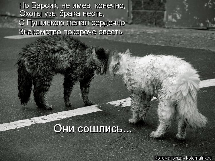 Но Барсик, не имев, конечно, Охоты узы брака несть, С Пушинкою желал сердечно Знакомство покороче ... Котоматрица: Но Барсик, не имев, конечно, Охоты узы брака несть, С Пушинкою желал сердечно Знакомство покороче свесть. Они сошлись…..