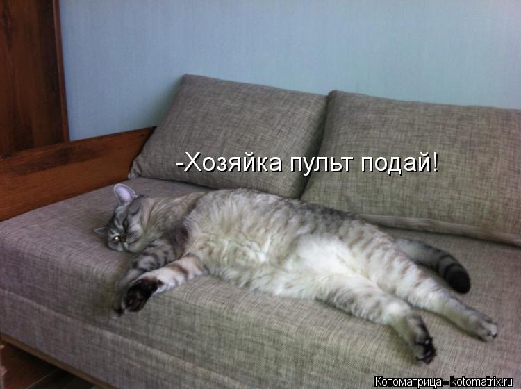 -Хозяйка пульт подай!... Котоматрица: -Хозяйка пульт подай!
