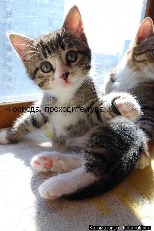 -Господа, проходите туда...... Котоматрица: -Господа, проходите туда...