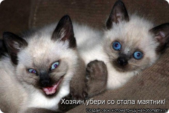 Котоматрица: Хозяин,убери со стола маятник!
