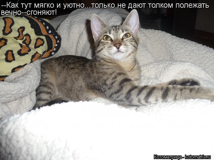 --Как тут мягко и уютно...только не дают толком полежать вечно--сгоняют!... Котоматрица: --Как тут мягко и уютно...только не дают толком полежать вечно--сгоняют!