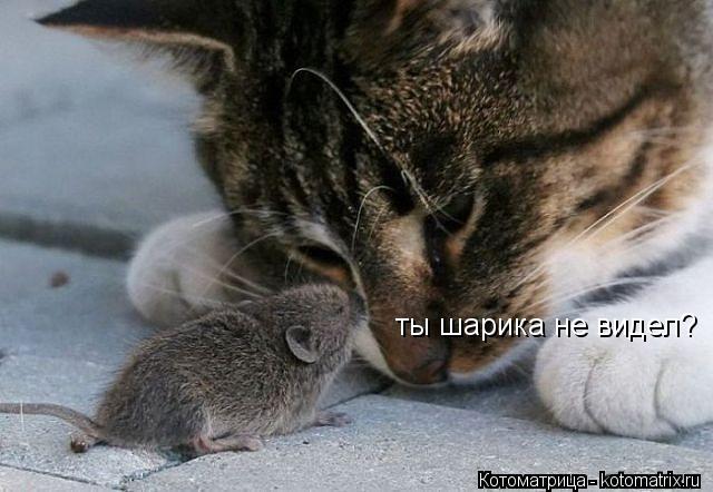 Котоматрица: ты шарика не видел?