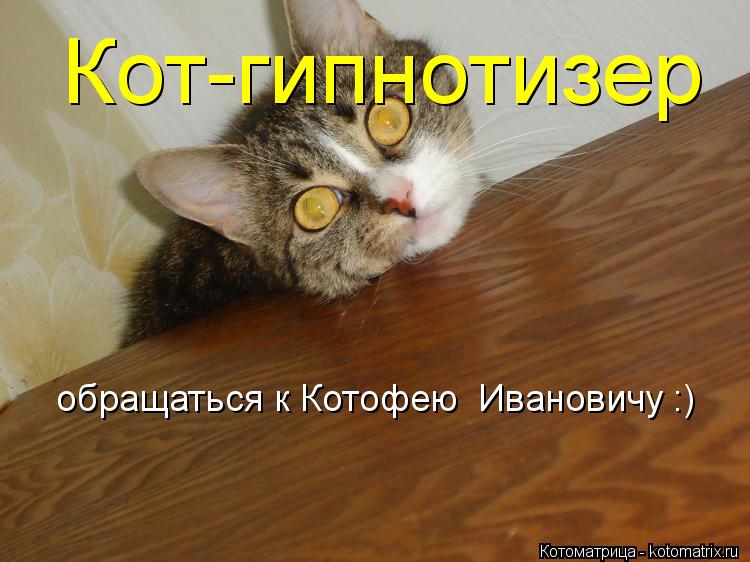 Кот-гипнотизер обращаться к Котофею Ивановичу :)... Котоматрица: Кот-гипнотизер обращаться к Котофею Ивановичу :)