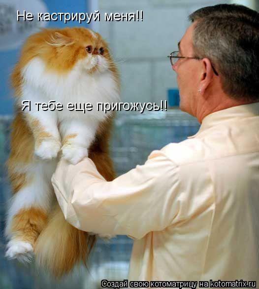 Не кастрируй меня!! Я тебе еще пригожусь!!... Котоматрица: Не кастрируй меня!! Я тебе еще пригожусь!!