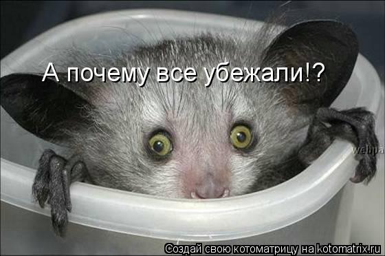 Котоматрица: А почему все убежали!?