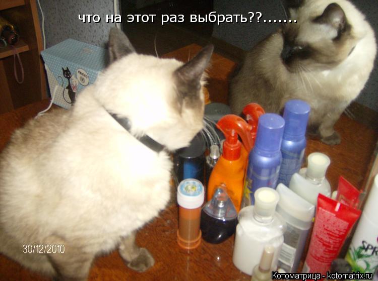 Котоматрица: что на этот раз выбрать??.......