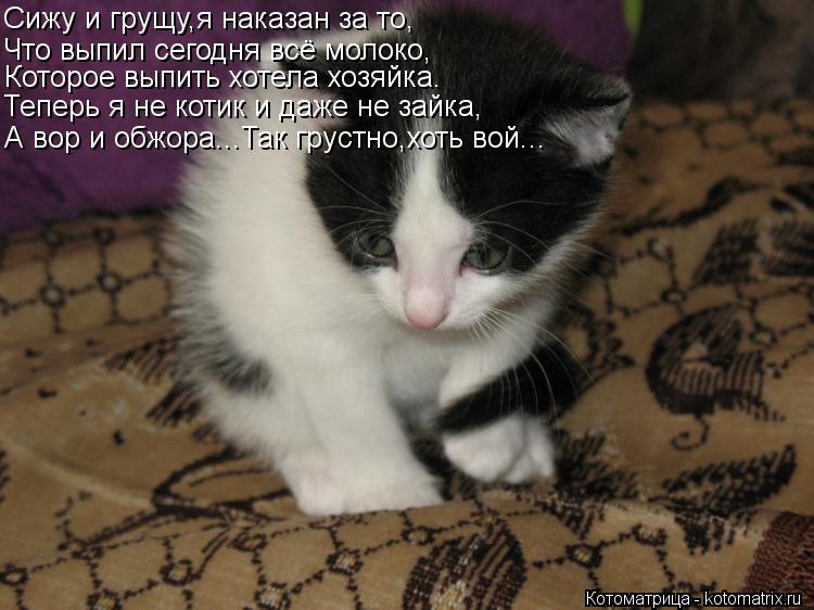 Сижу и грущу,я наказан за то, Что выпил сегодня всё молоко, Которое выпить хотела хозяйка. Теперь я н... Котоматрица: Сижу и грущу,я наказан за то, Что выпил сегодня всё молоко, Которое выпить хотела хозяйка. Теперь я не котик и даже не зайка, А вор и обжора...Т